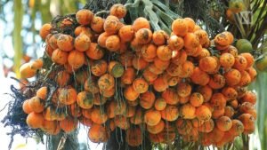Falling Prices and Informal Routes: The Uncertain State of Gelephu’s Areca Nut Trade