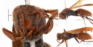 Bhutan wasp Discovered in Arunachal Pradesh as Study Maps Tawang Insect Diversity