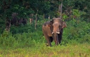 Fatal Elephant Attack Renews Human-Wildlife Conflict Concerns in Bhutan’s