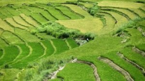 African Swine Fever Spreads Uncertainty Among Pig Farmers in Bhutan