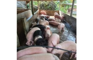 Devastating African Swine Fever Outbreak Wipes Out Samtse Piggeries, Leaving Uninsured Farmers in Ruins