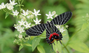 Bhutan Glory Meet brings butterfly enthusiasts to Kanglung