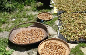 A decade later, hazelnut production begins picking up in Bumthang