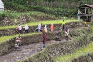 Bhutan Targets 30 Percent Rice Self-Sufficiency Under 13th Plan Amid Declining Cultivation